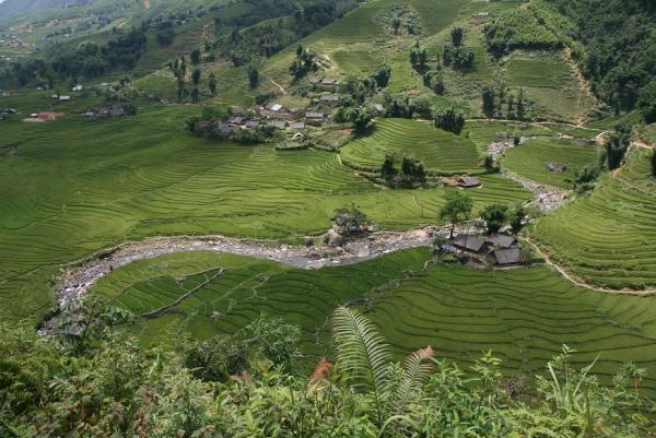 Riz en herbe