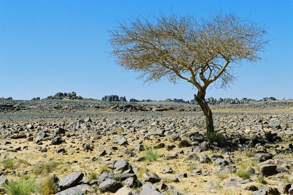 plateau du Tassili