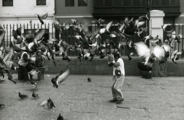 Pigeons