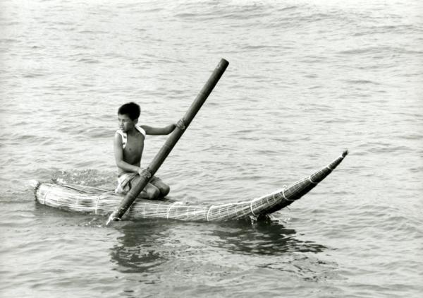 Caballito de mar