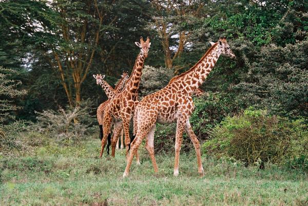 Girafes maasaï